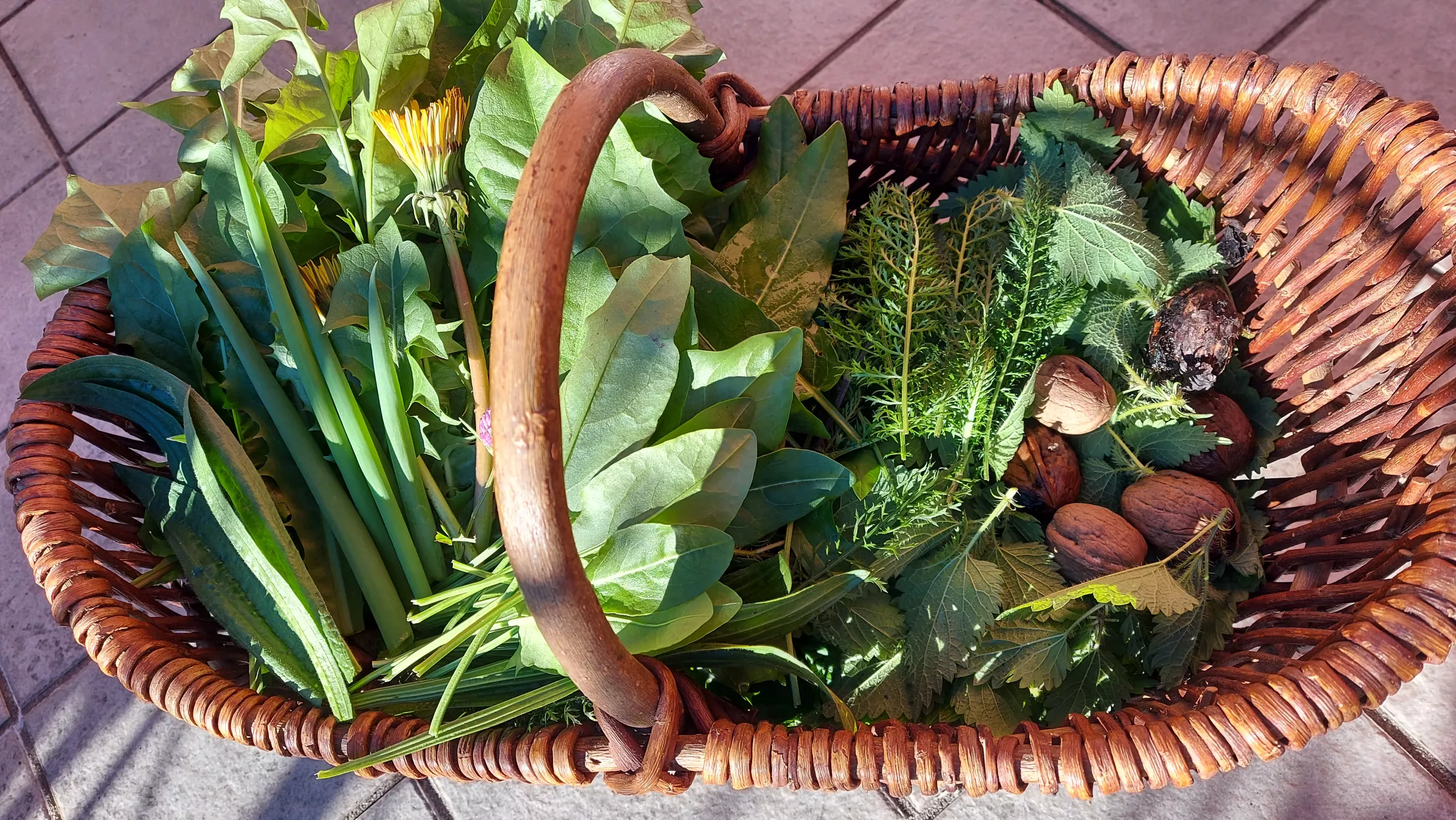 ein Korb mit Garten- und Wildkräutern und Nüssen