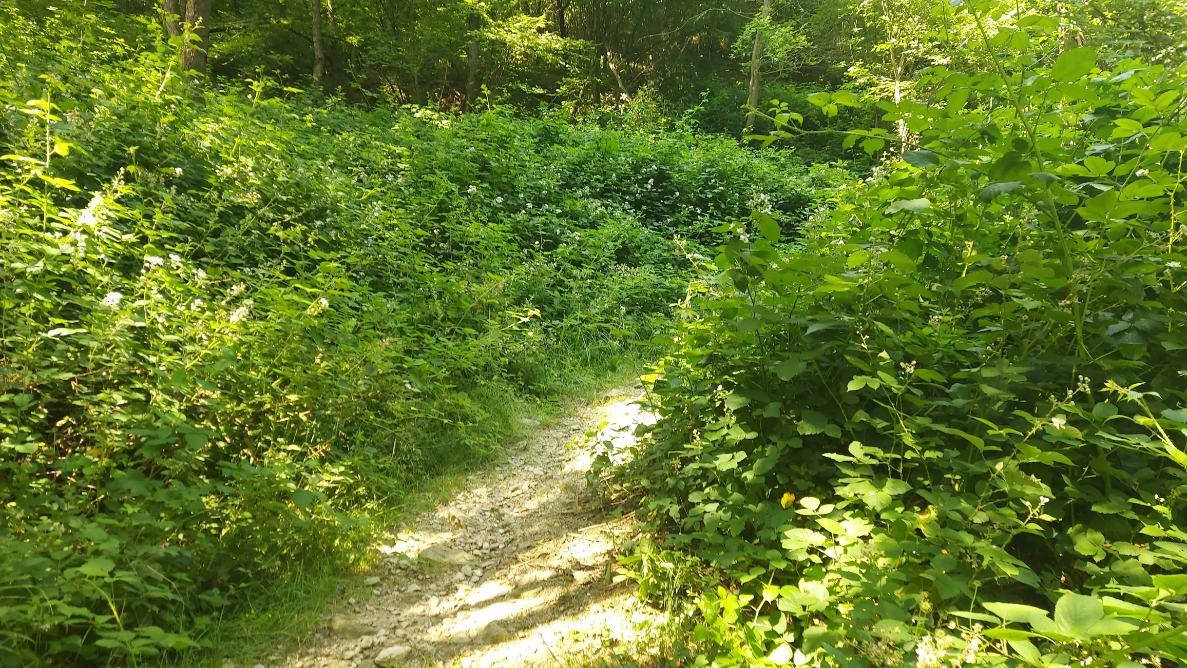 Weg durch wilde Brombeeren